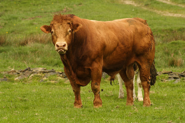 angry bull, lakes - miscellaneous