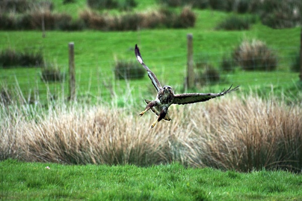 gigrin farm wales red kite bird of prey
