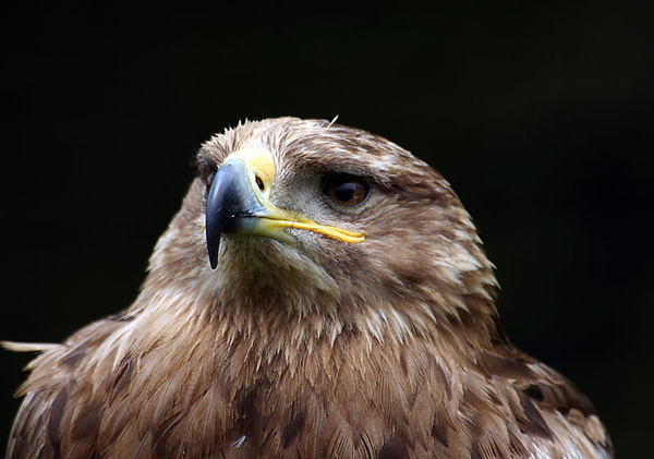 eagle - miscellaneous