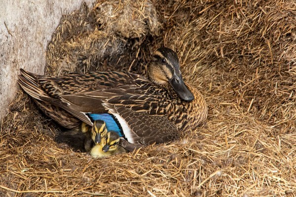 Fresh Ducks - miscellaneous