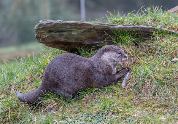 Martin Mere - miscellaneous