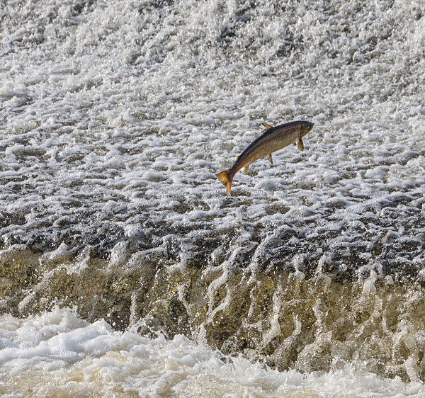 River Severn Shrewsbury - miscellaneous