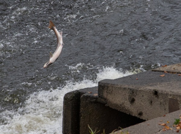 Leaping Salmon at Shrewsbury weir - miscellaneous