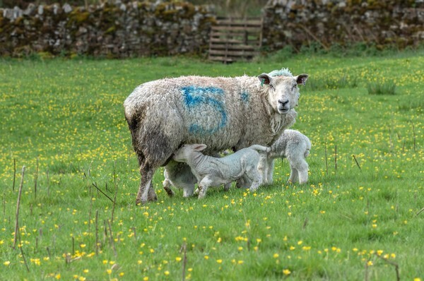 Lancaster - miscellaneous