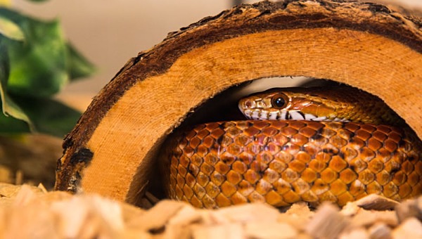 corn snake snakes vivarium reptile