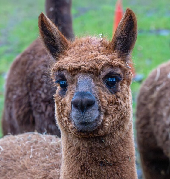 Howgill Fells - Landscapes