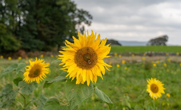 Forest of Bowland - miscellaneous