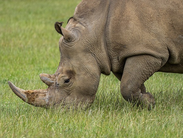 Woburn Safari Park - miscellaneous
