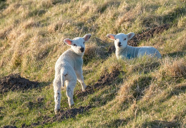 Forest of Bowland - miscellaneous