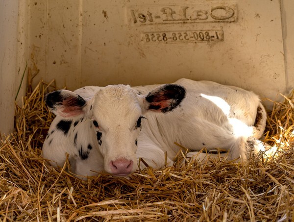 Bowland - miscellaneous