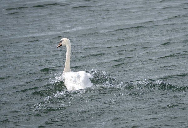 Berick Upon Tweed - Landscapes