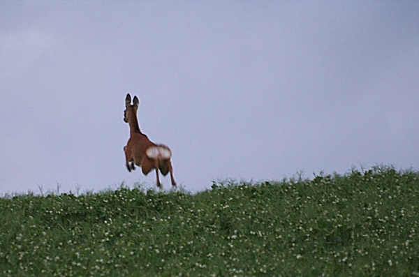 only just got her - miscellaneous