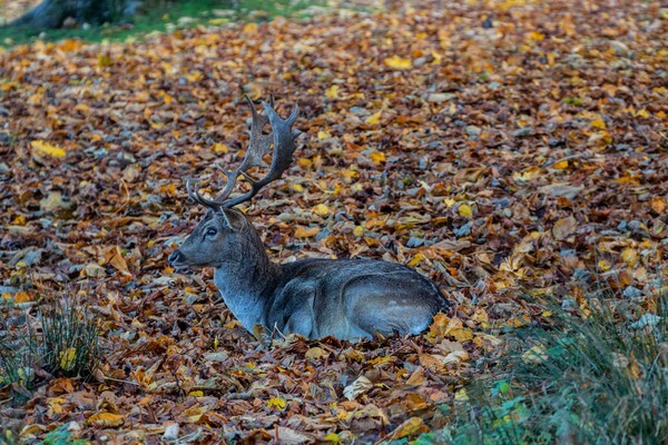 Dunham Massey - miscellaneous