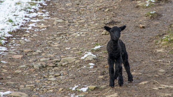 Winter Lambs - miscellaneous