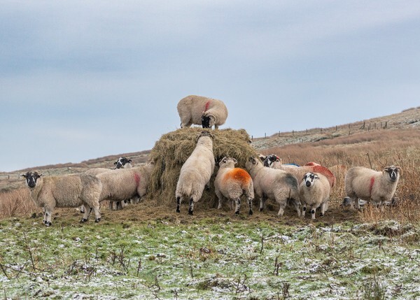 Howgill Fells - Landscapes