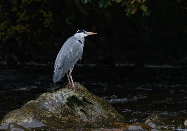 Mr Heron - miscellaneous