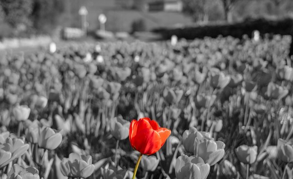 Forest of Bowland - miscellaneous