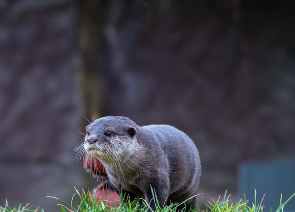 Martin Mere - miscellaneous