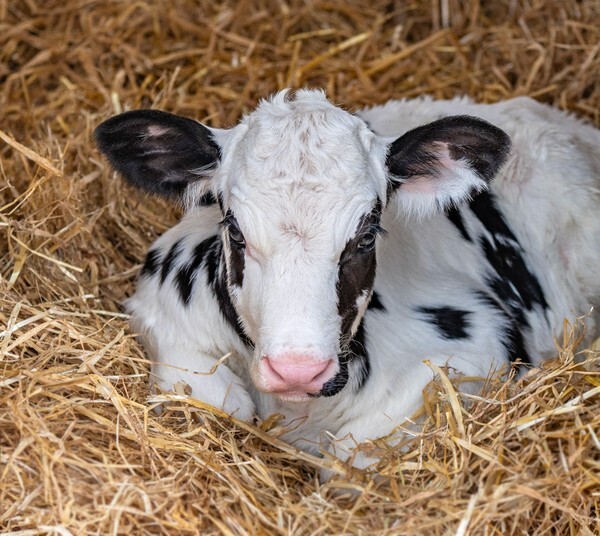Forest of Bowland - miscellaneous