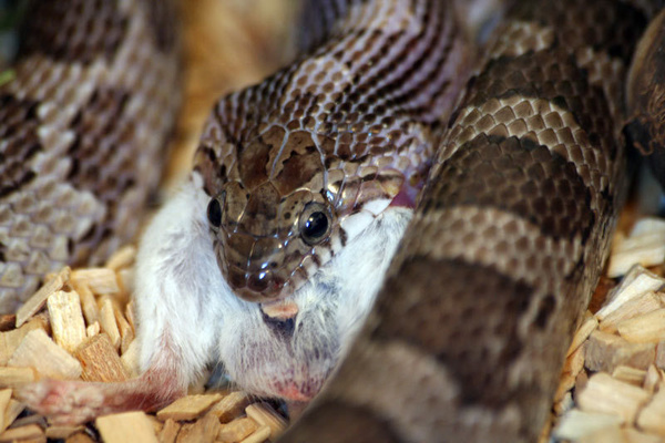 my snake axl - miscellaneous