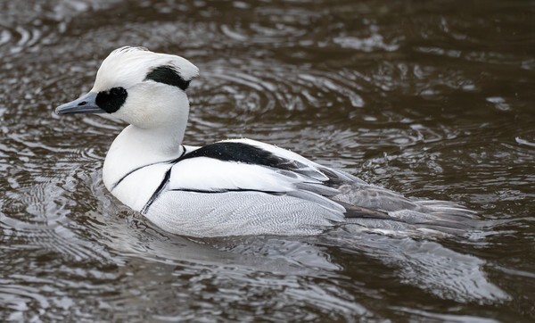 Martin Mere - miscellaneous