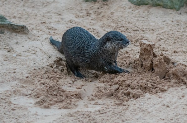 Martin Mere - miscellaneous