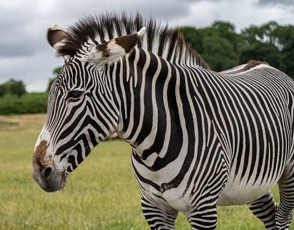 Woburn Safari Park - miscellaneous