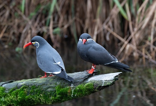 Martin Mere - miscellaneous