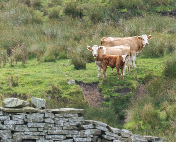 Haslingden - Landscapes