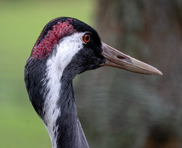 Martin Mere - miscellaneous