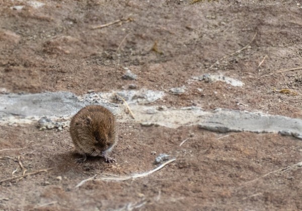 Little Shrew - miscellaneous