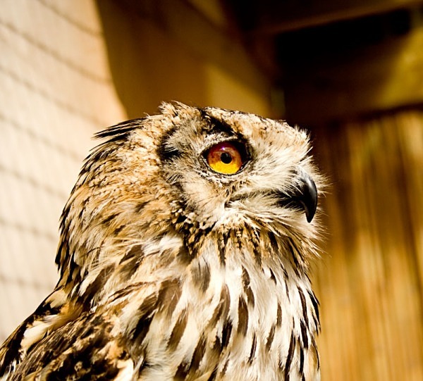 proud - miscellaneous