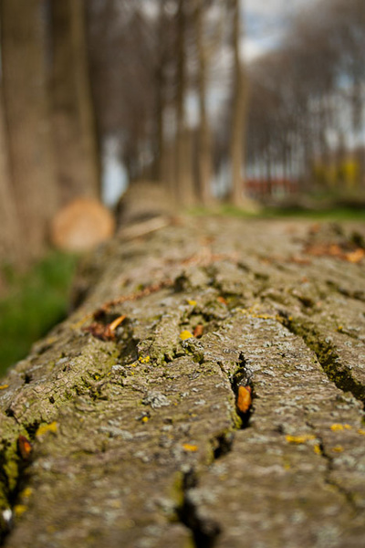 belgiun tree shot - miscellaneous