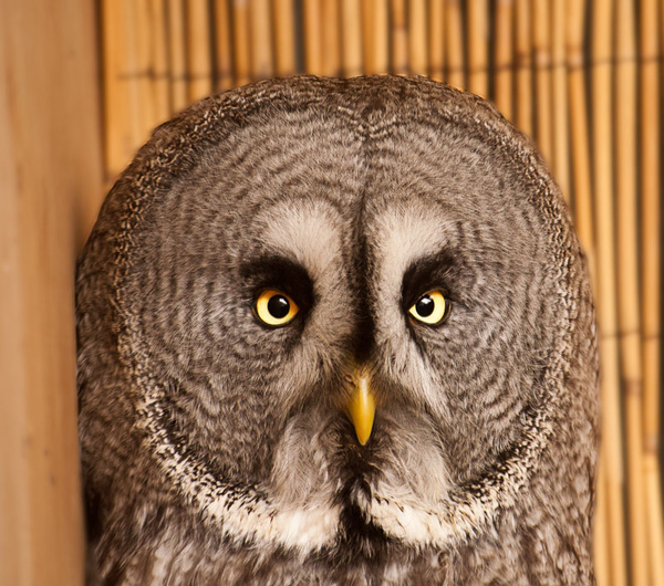 funny owl - miscellaneous