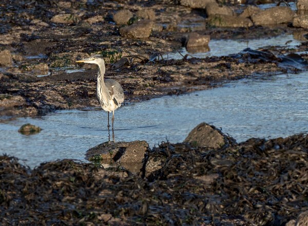 Rosyth - miscellaneous