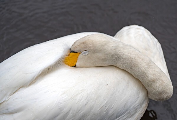 Martin Mere - miscellaneous