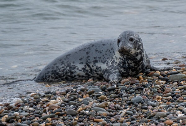 Isle of Man - miscellaneous
