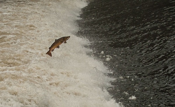 shrewsbury river severn shrewsbury train station the dingle dingle gardens shrewsbury