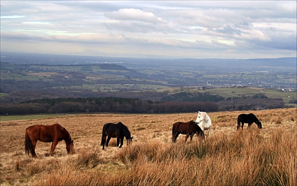 Landscape Photography landscape moorland m62 dovestone canon 100d nature saddleworth moor isle of man obolisk landscape photography peter costello