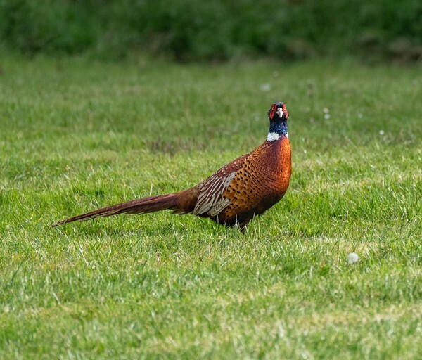 Forest of Bowland - miscellaneous