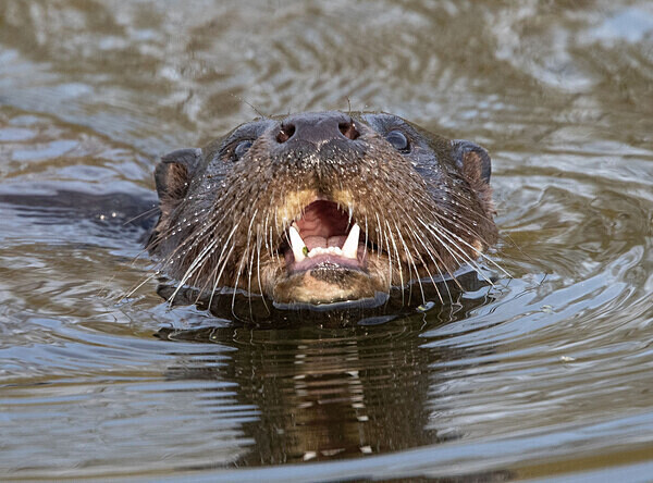 Otter - Birdies and other Moving Things