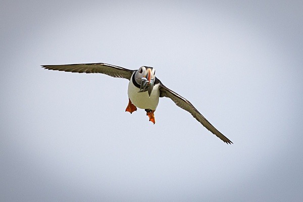 Incoming - Birdies and other Moving Things