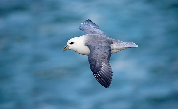 Northern Fulmar - Birdies and other Moving Things