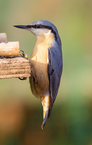 Nuthatch - Birdies and other Moving Things