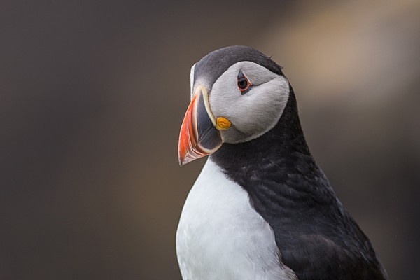 Puffin Portrait - Shetland