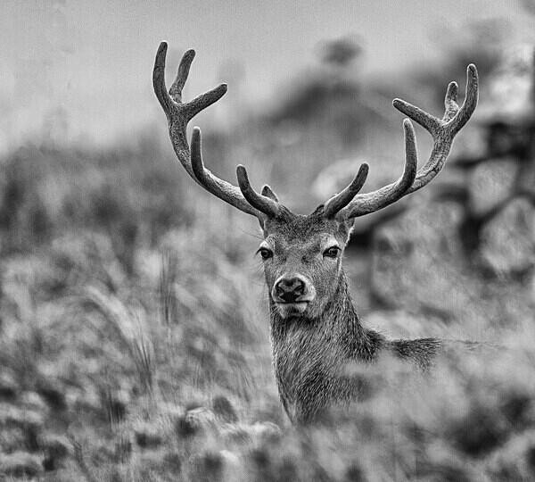 A Royal Encounter - Isle of Lewis and Harris