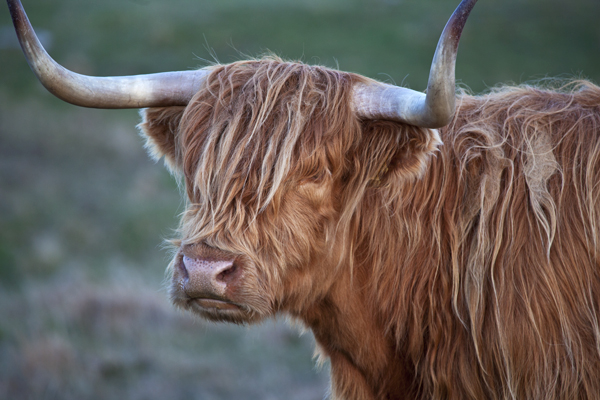 Hielan' Coo, Breanais, June 2013 - Isle of Lewis and Harris