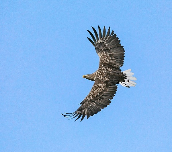 White Tail, Blue Sky - Birdies and other Moving Things