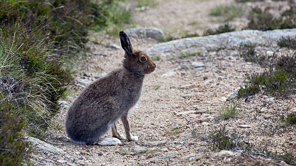 Mountain Hare - Birdies and other Moving Things