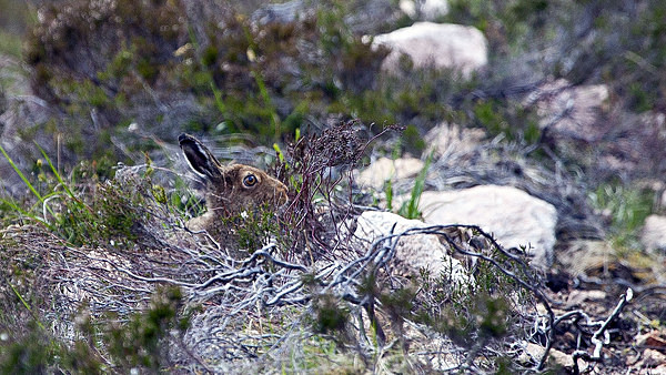 Mountain Hare - Birdies and other Moving Things